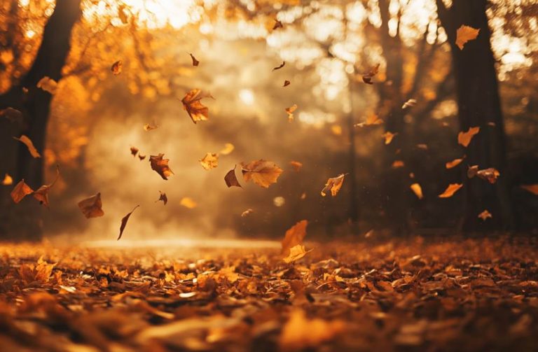 Fallendes Herbstlaub in einem sonnendurchfluteten Wald