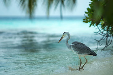 Reiher am Strand vor tropischer Kulisse